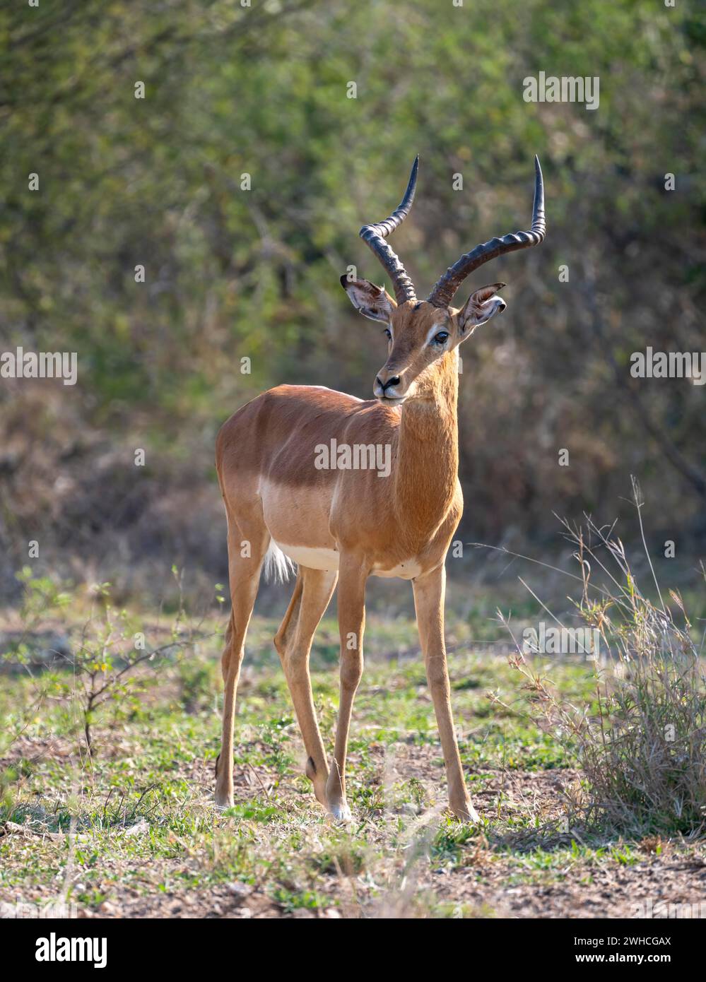 Impala (Aepyceros melampus), Bock, schwarze fersenantilope, Kruger-Nationalpark, Südafrika Stockfoto