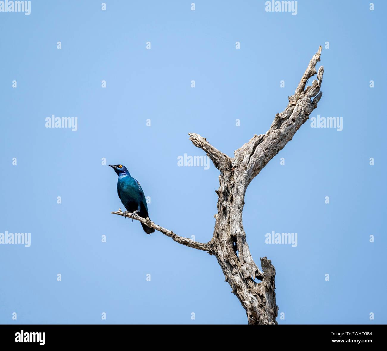 Lamprotornis chalybaeus, der auf einem Ast vor blauem Himmel sitzt, Kruger-Nationalpark, Südafrika Stockfoto