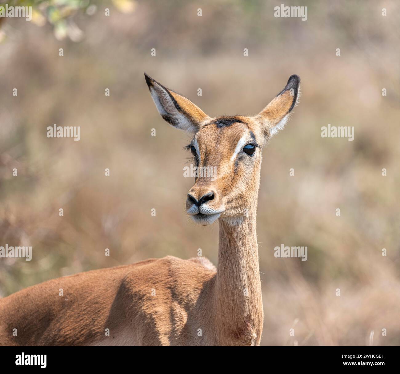 Impala (Aepyceros melampus), schwarze fersenantilope, weiblich, Tierporträt, Kruger-Nationalpark, Südafrika Stockfoto