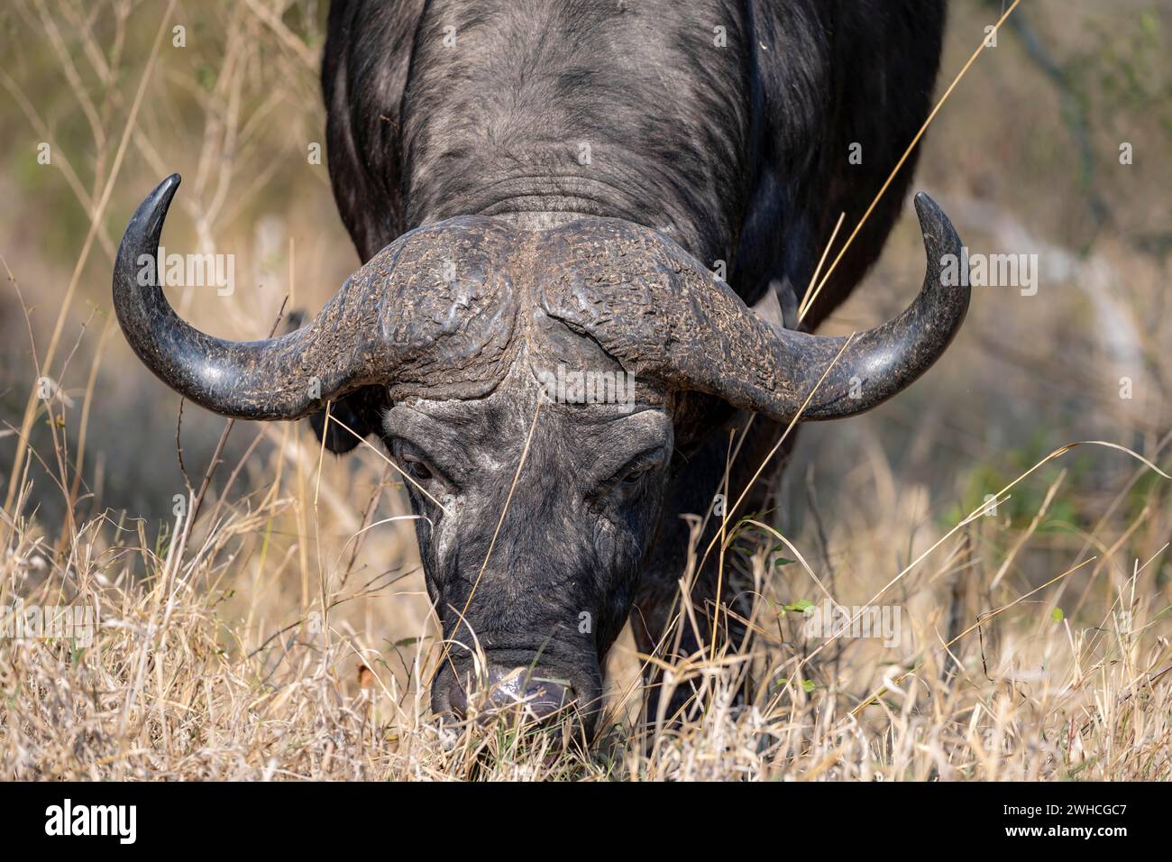 Afrikanischer Büffel (Syncerus Caffer Caffer Caffer) weiden, Kopfschuss, Kruger-Nationalpark, Südafrika Stockfoto