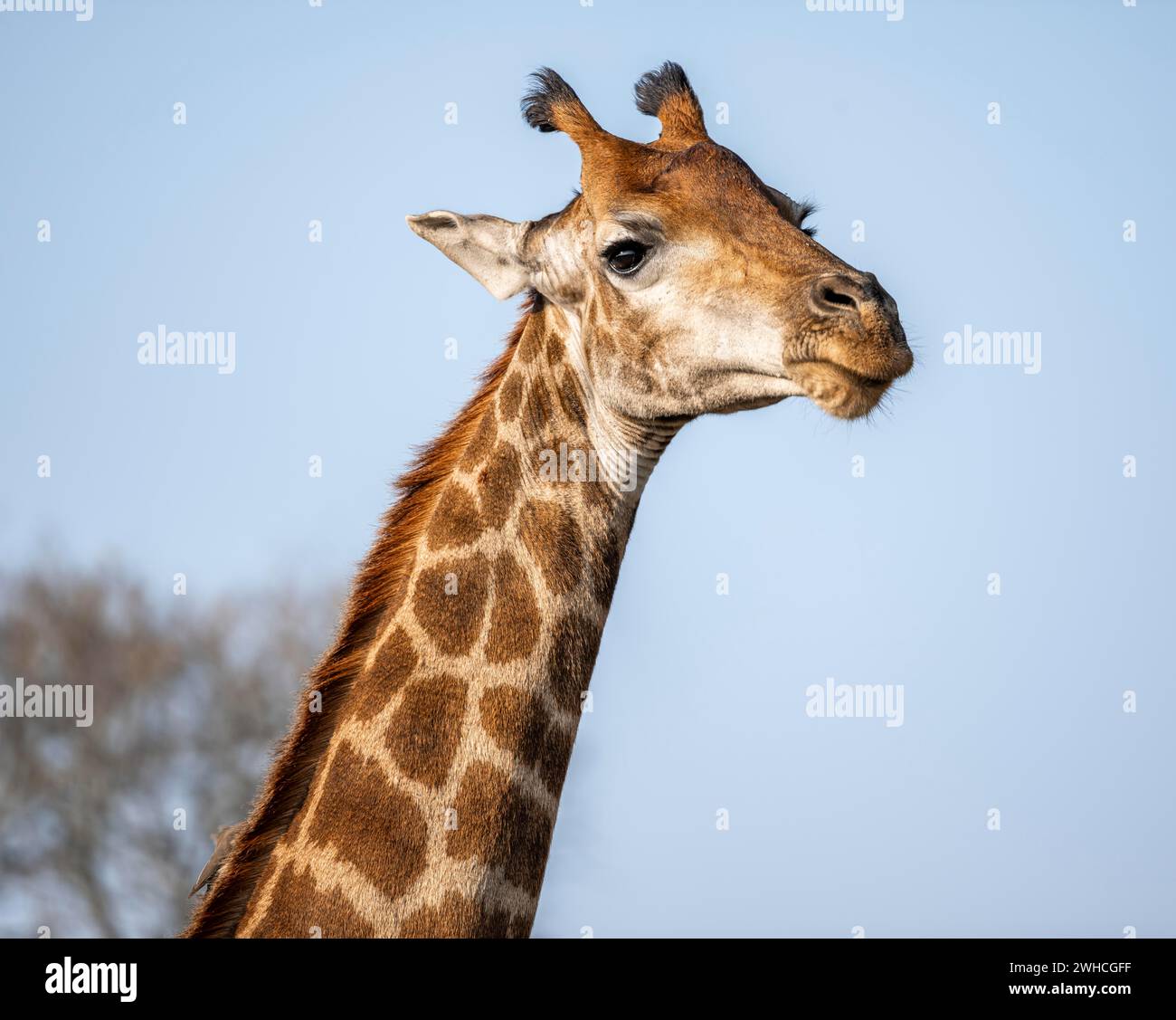 Südgiraffe (Giraffa giraffa giraffa), Tierporträt, Kruger-Nationalpark, Südafrika Stockfoto