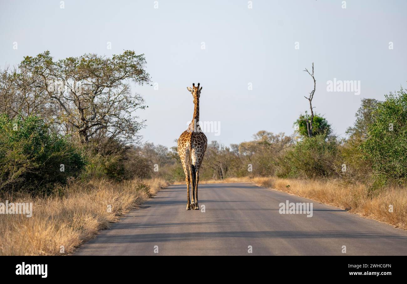 Südgiraffe (Giraffa giraffa giraffa) von hinten, Spaziergang auf einer Straße, Kruger-Nationalpark, Südafrika Stockfoto