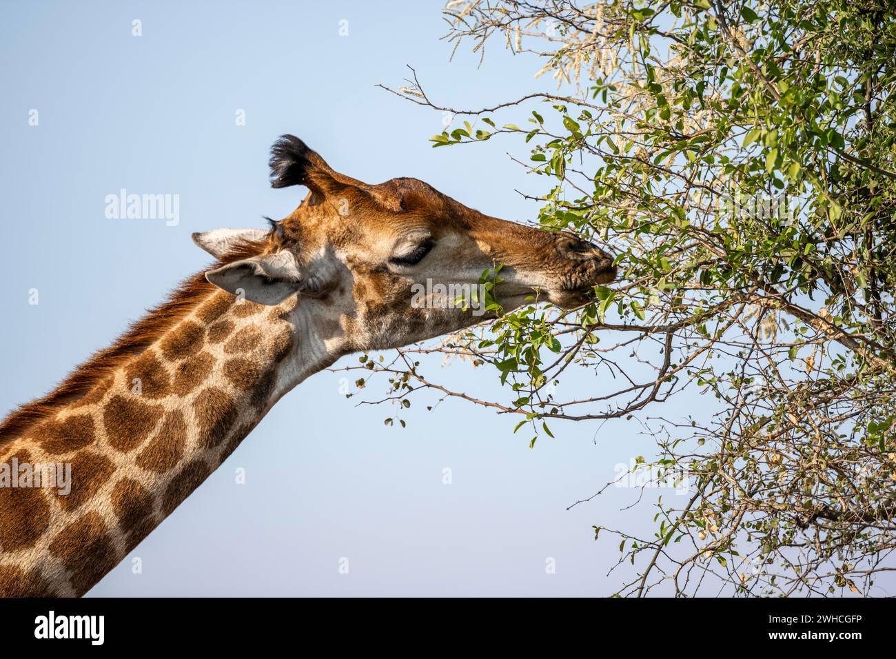 Südliche Giraffe (Giraffa giraffa giraffa) isst Blätter auf einem Baum, Tierporträt, Kruger-Nationalpark, Südafrika Stockfoto