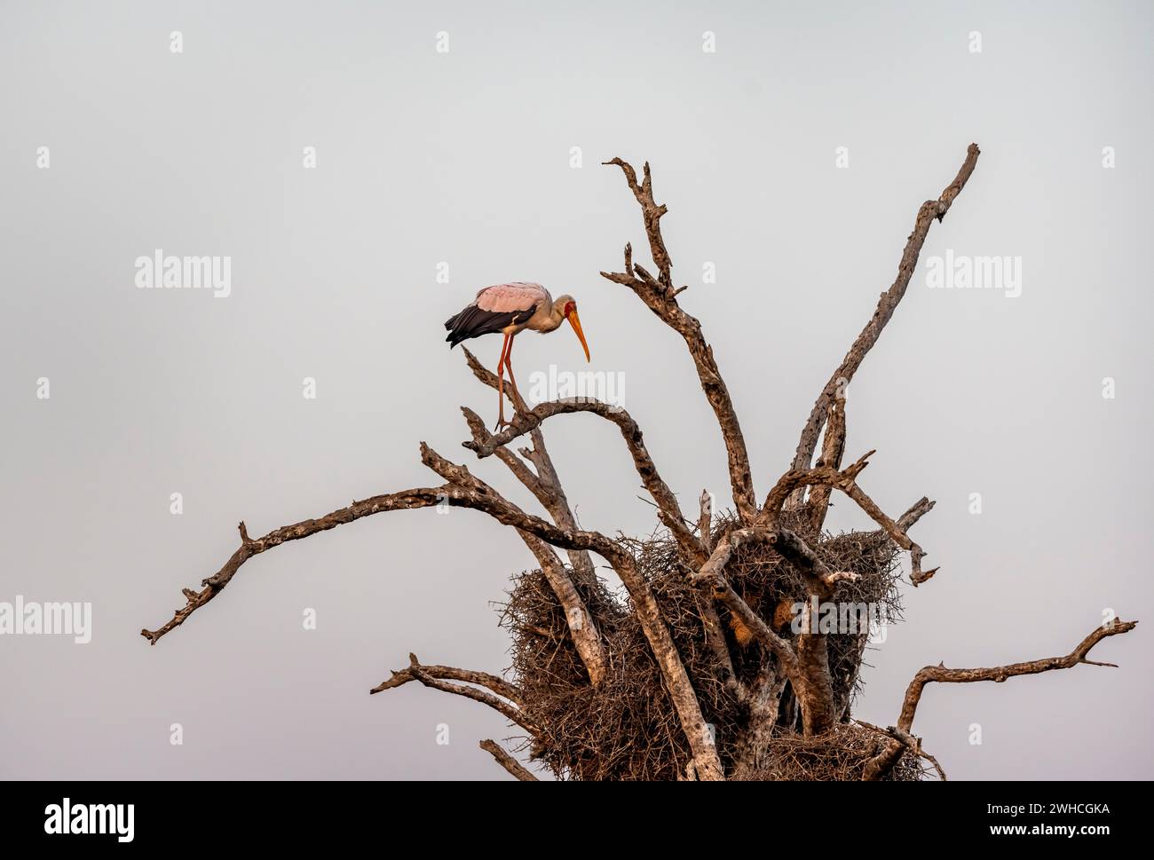 Gelbschnabelstorch (Mycteria ibis) sitzt auf einem toten Baum mit Webernest, Sunset Dam, Southern Kruger National Park, Krüger National Park, South Stockfoto