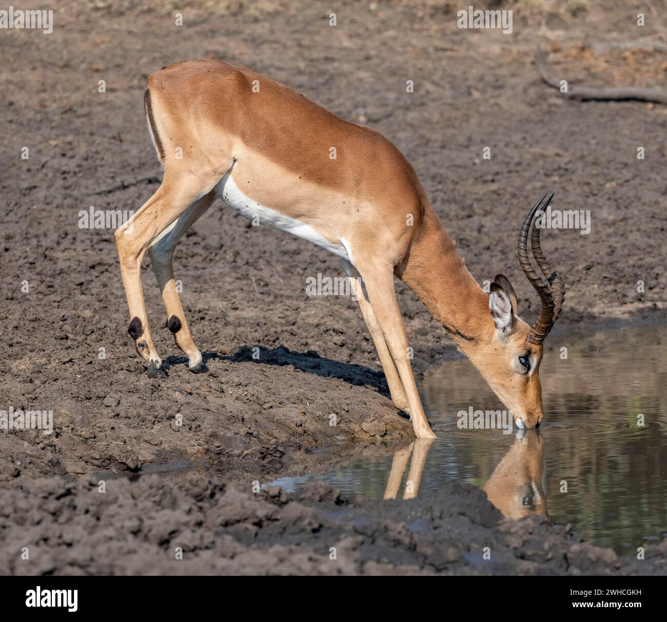 Impala (Aepyceros melampus) trinkt in einem natürlichen Wasserloch, Bock, schwarze heeler Antilope, Kruger-Nationalpark, Südafrika Stockfoto
