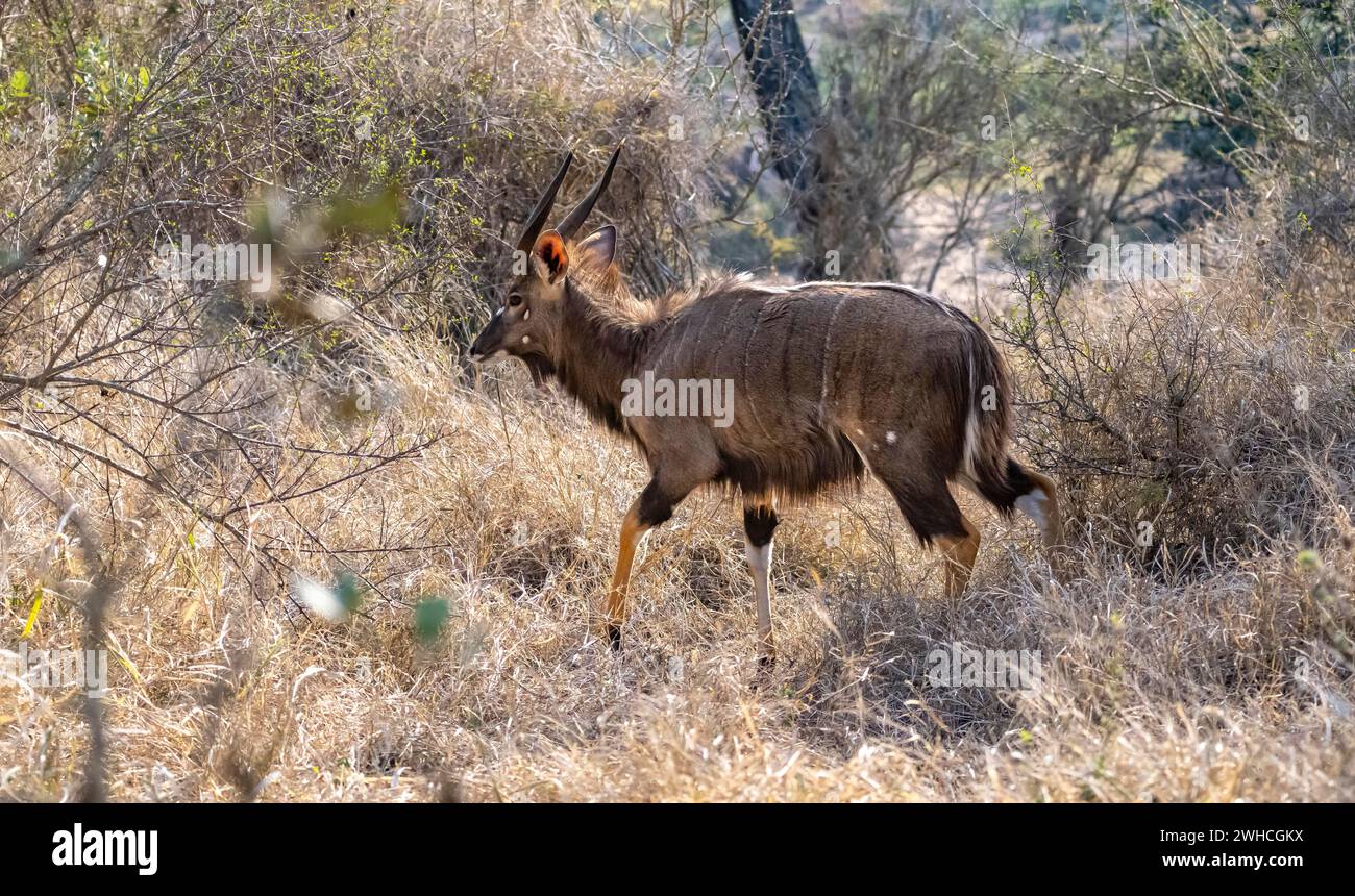 Nyala (Tragelphus angasii), Bock in hohem Gras, Kruger-Nationalpark, Südafrika Stockfoto