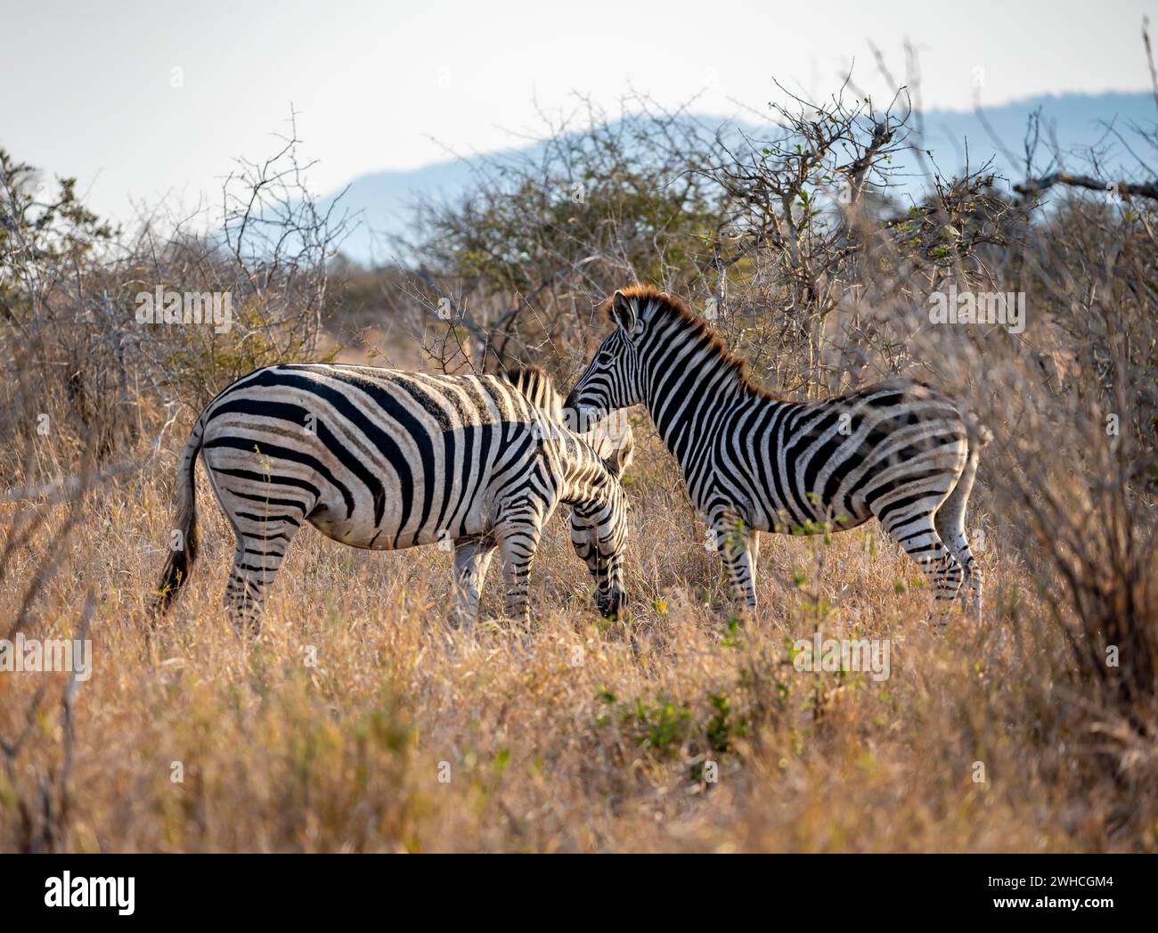 Plains Zebra (Equus quagga), Mutter und Junge, Kruger-Nationalpark, Südafrika Stockfoto