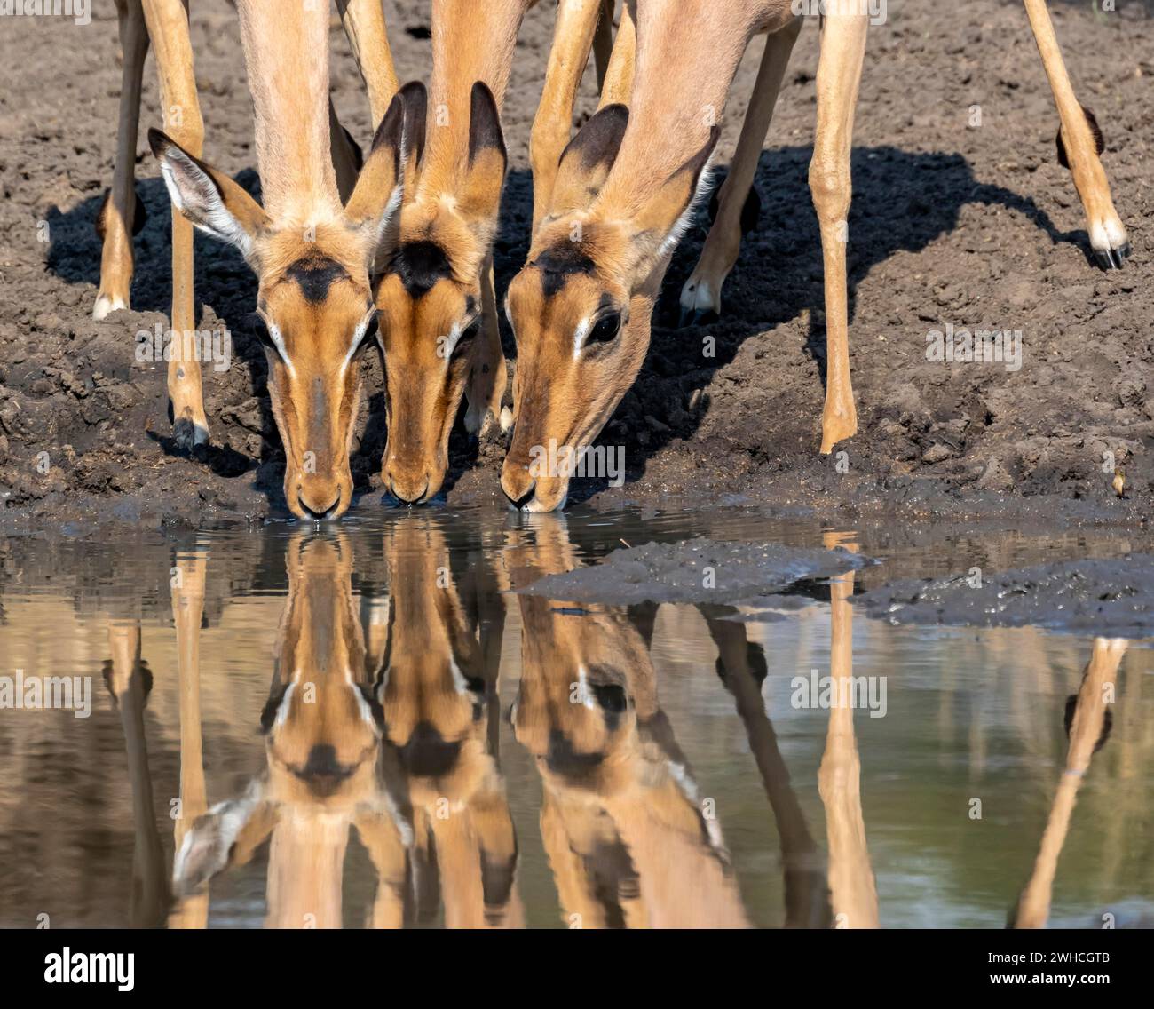 Drei Impalas (Aepyceros melampus) trinken an einem natürlichen Wasserloch, Weibchen, Köpfe nahe beieinander, Black Heeler Antilope, Kruger Nationalpark, Süden Stockfoto