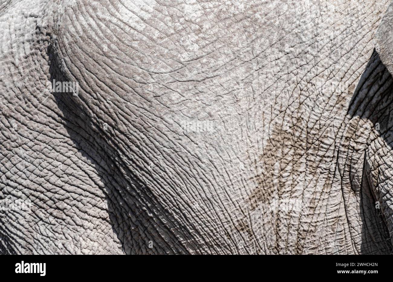 Afrikanischer Elefant (Loxodonta africana), Detail, faltige Haut, Etosha Nationalpark, Namibia Stockfoto