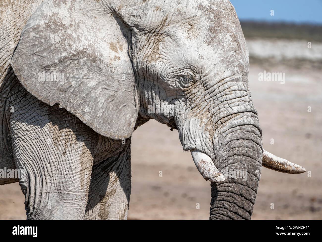 Afrikanischer Elefant (Loxodonta africana), männlich, Tierporträt, Nebrowni Wasserloch, Etosha Nationalpark, Namibia Stockfoto