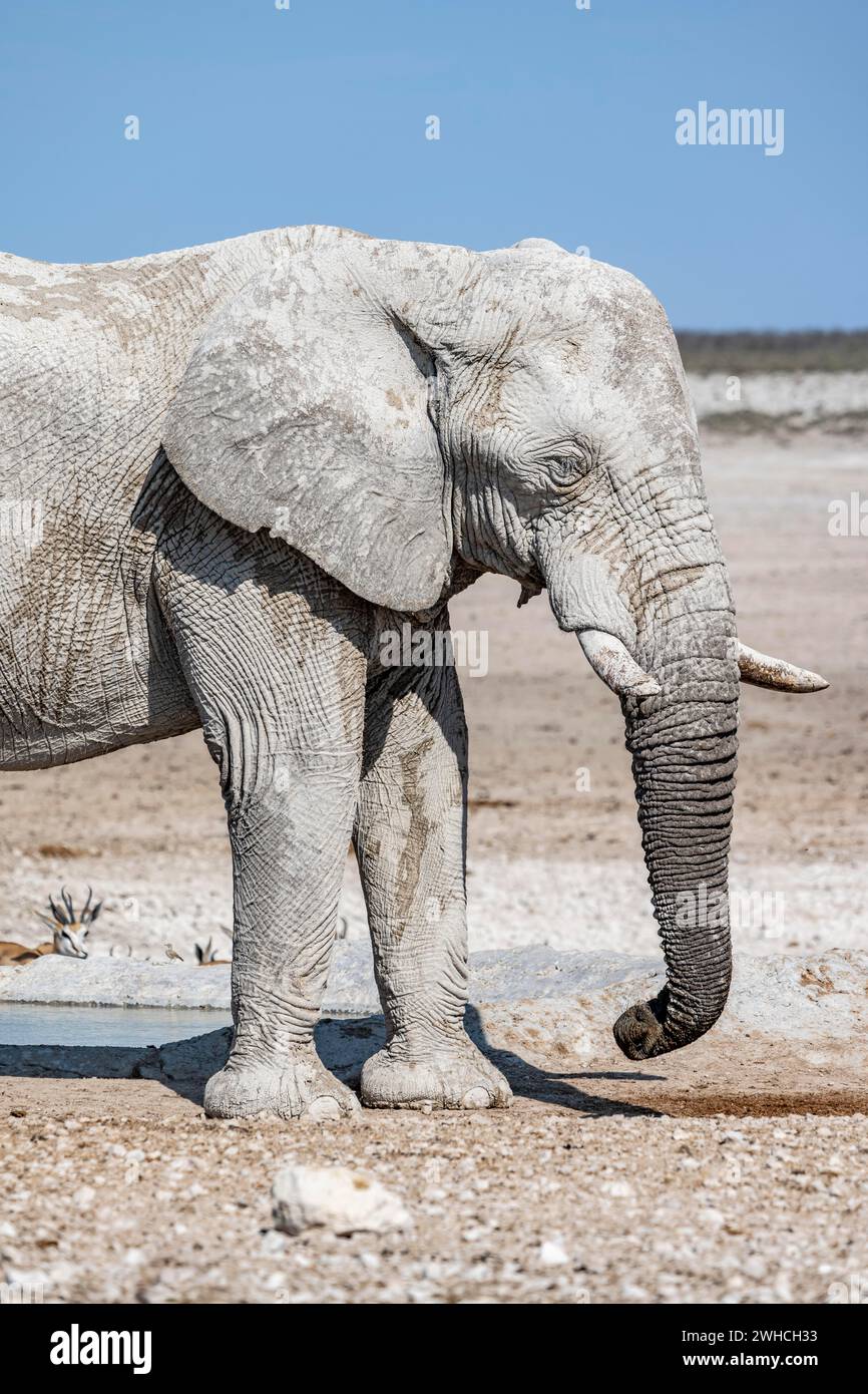 Afrikanischer Elefant (Loxodonta africana), männlich, Tierporträt, Nebrowni Wasserloch, Etosha Nationalpark, Namibia Stockfoto