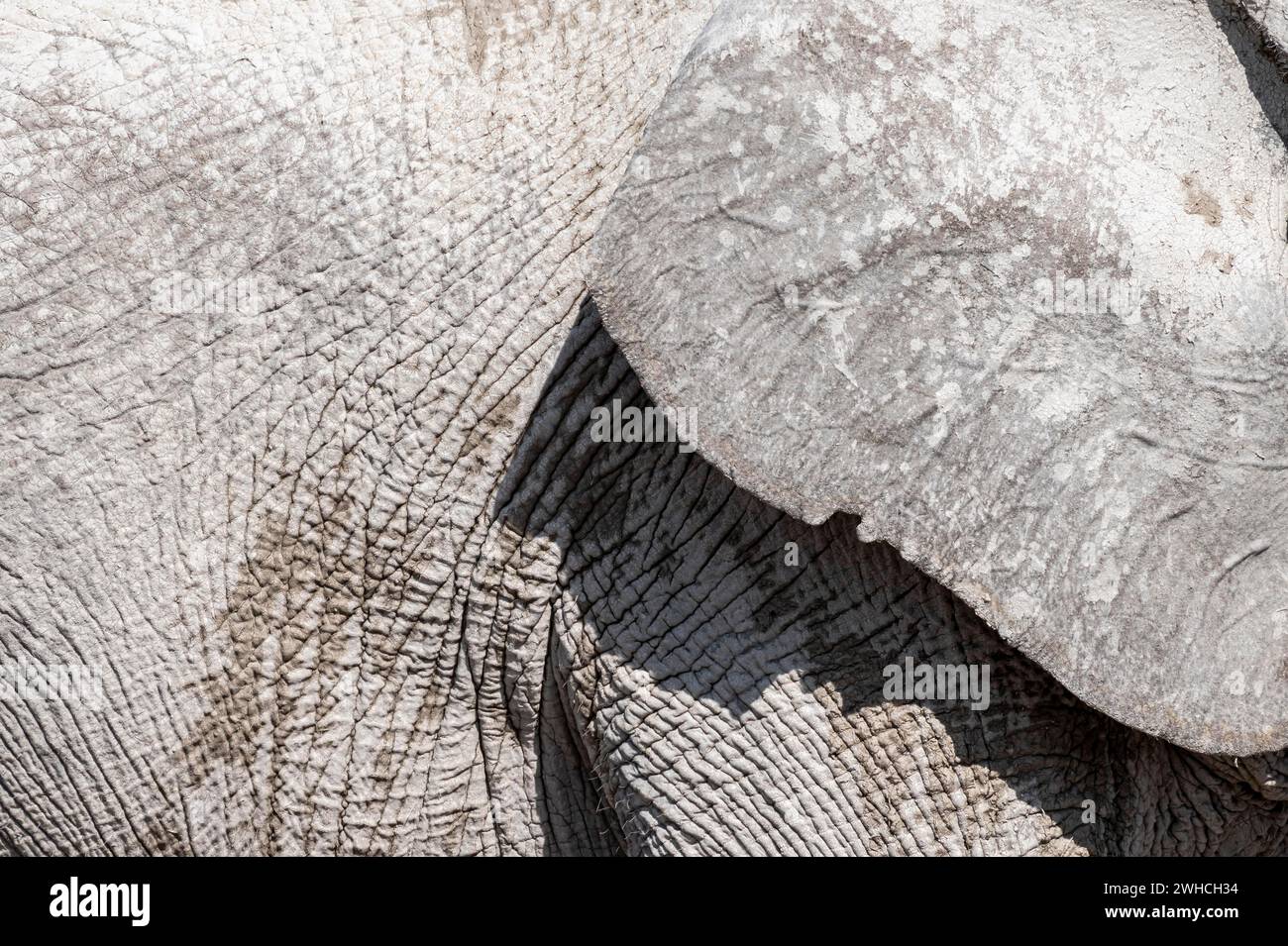 Afrikanischer Elefant (Loxodonta africana), Detail, Ohr und faltige Haut, Etosha Nationalpark, Namibia Stockfoto