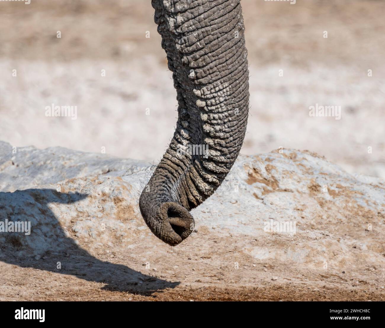 Afrikanischer Elefant (Loxodonta africana), Detail, verdrehter Stamm, Etosha Nationalpark, Namibia Stockfoto