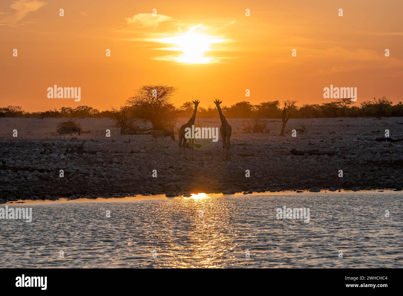 Angolanische Giraffe (Giraffa giraffa angolensis), zwei Giraffen im Hintergrund bei Sonnenuntergang, atmosphärischer Sonnenuntergang, Okaukuejo Wasserloch, Etosha Nationalpark Stockfoto