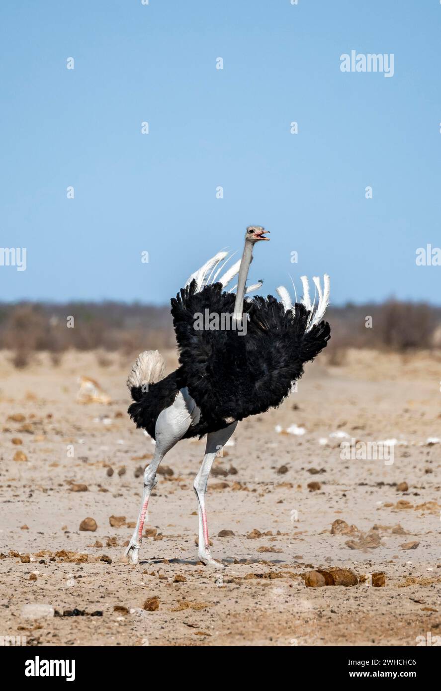 Afrikanischer Strauß (Struthio camelus), erwachsener Mann, der seine Federn hochzieht und eine bedrohliche Geste ruft, Nebrowni Waterhole, Etosha National Park Stockfoto