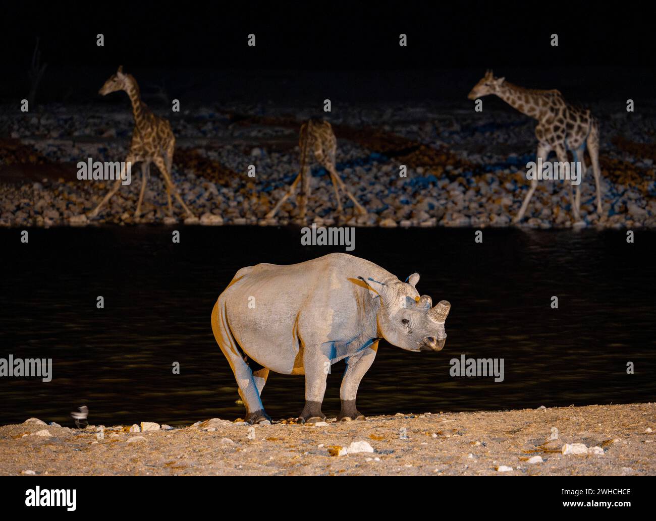 Schwarzes Nashorn (Diceros bicornis) und drei Giraffen (Giraffa giraffa angolensis) trinken nachts in einem Flutlicht-Wasserloch, Okaukuejo Waterhole Stockfoto