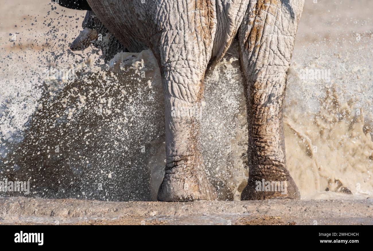 Afrikanischer Elefant (Loxodonta africana), Detail, Hinterbeine und Spritzwasser, Nebrowni Wasserloch, Etosha Nationalpark, Namibia Stockfoto