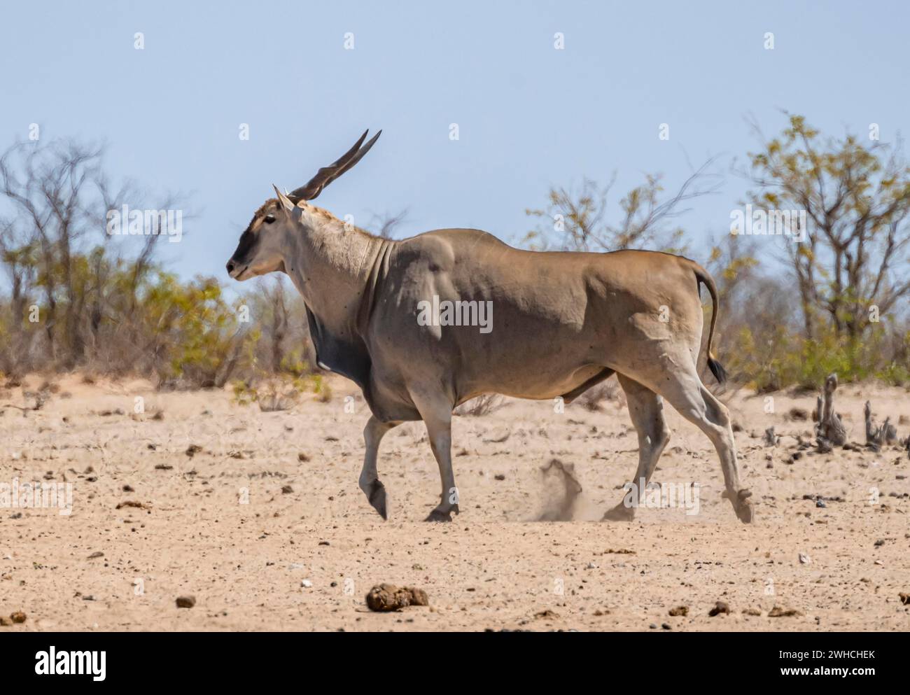 Taurotragus oryx (Taurotragus oryx), männlicher Erwachsener, Etosha-Nationalpark, Namibia Stockfoto