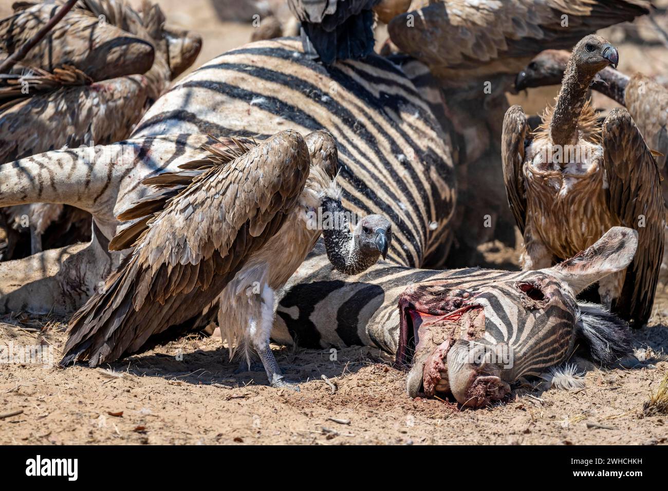 Viele Weissgeier (Gyps africanus) mit blutigen Köpfen ernähren sich vom Kadaver eines toten Flachzebras (Equus quagga) im Etosha-Nationalpark Stockfoto