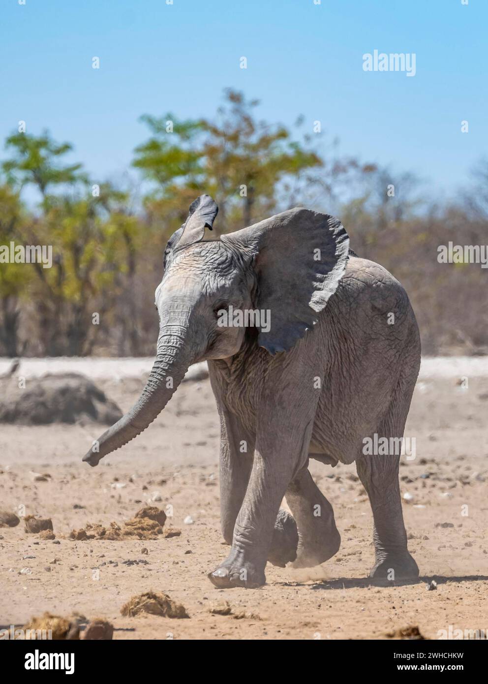Afrikanischer Elefant (Loxodonta africana), Jungtier läuft, lustiges süßes Babytier, Etosha Nationalpark, Namibia Stockfoto