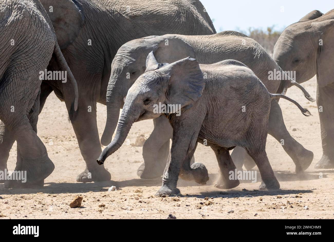 Afrikanische Elefanten (Loxodonta africana), Jungtier, das in der Herde läuft, lustiges süßes Babytier, Etosha Nationalpark, Namibia Stockfoto