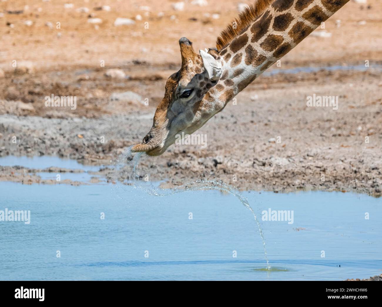 Angolanische Giraffe (Giraffa giraffa angolensis) trinken, mit umgedrehter Lippe, lustig, Tierporträt, Etosha Nationalpark, Namibia Stockfoto