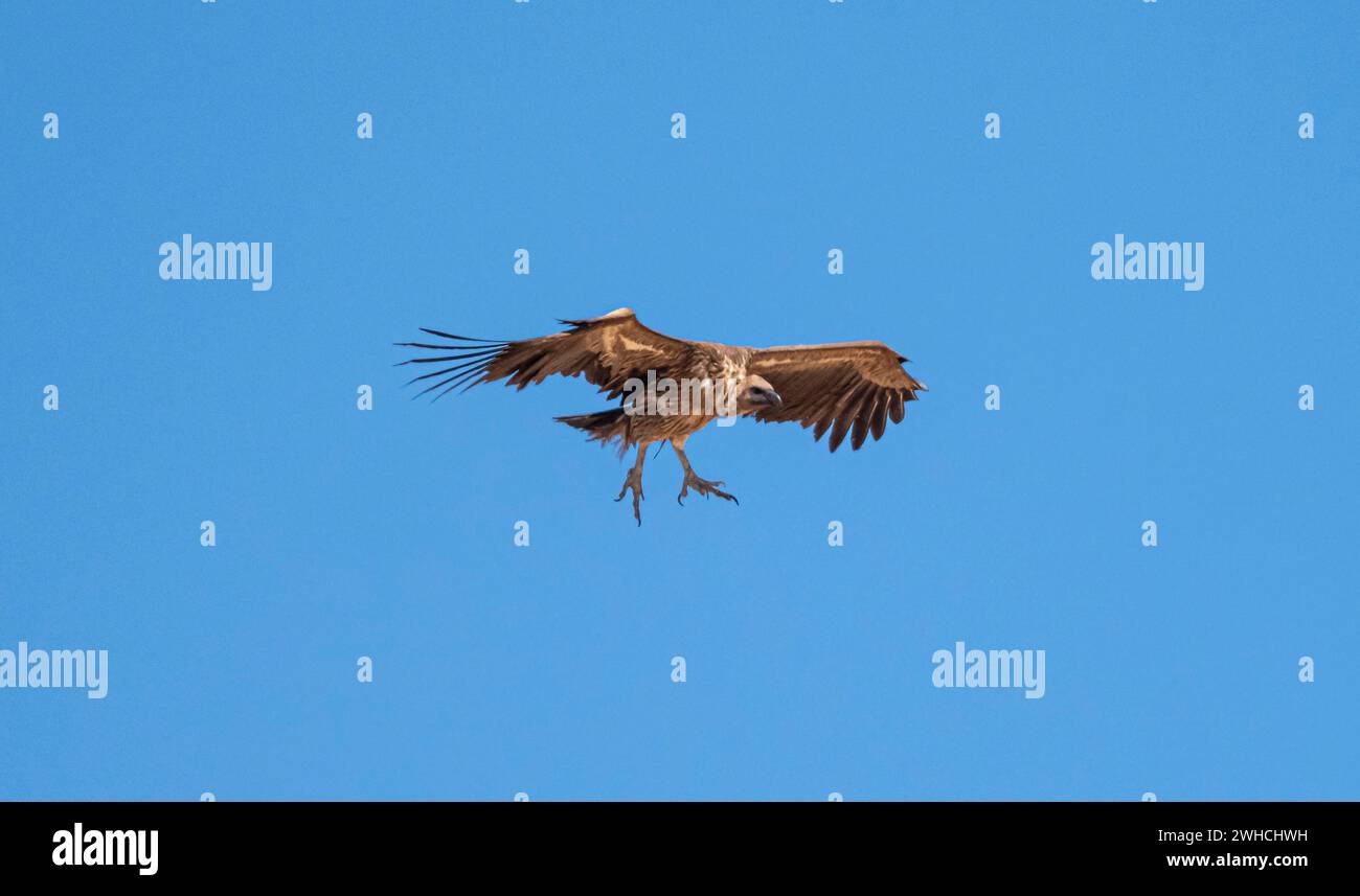 Weissgeier (Gyps africanus) im Flug gegen einen blauen Himmel, Etosha Nationalpark, Namibia Stockfoto