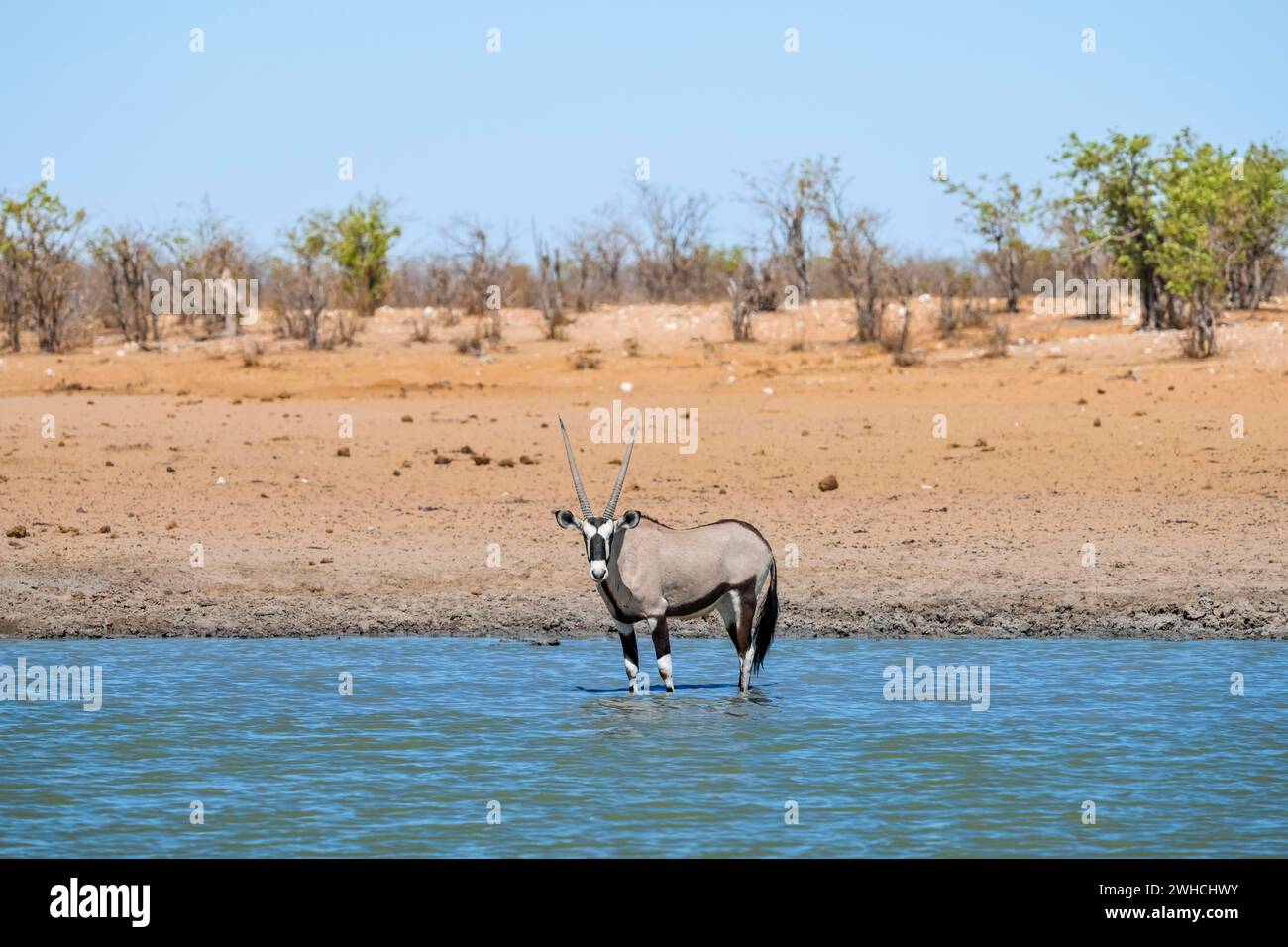 Gemsbok (Oryx gazella) steht im Wasser, Wasserloch in trockener Savanne mit orangefarbenem Sand, Okavao Wasserloch, Etosha Nationalpark, Namibia Stockfoto