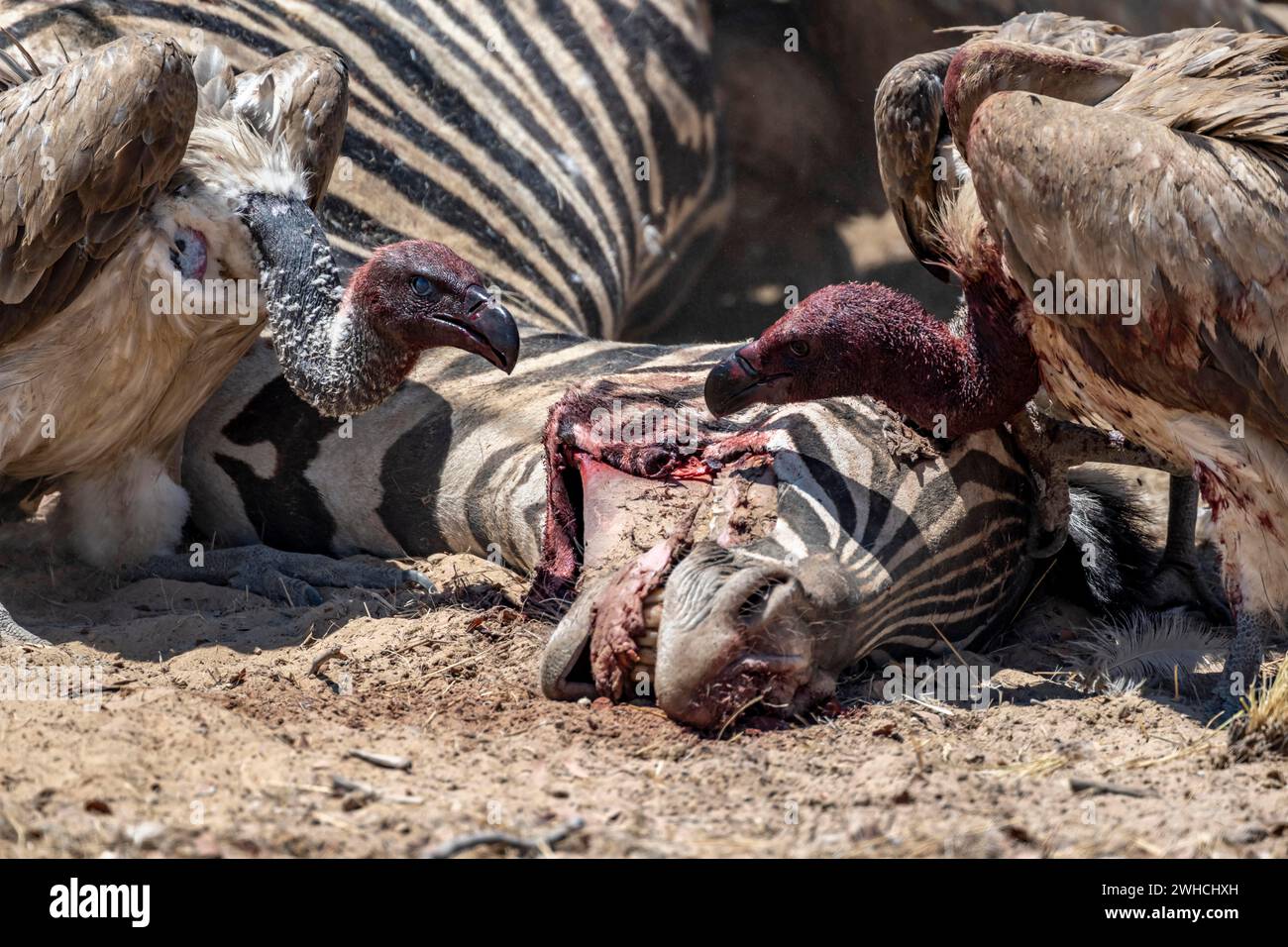 Viele Weissgeier (Gyps africanus) mit blutigen Köpfen ernähren sich vom Kadaver eines toten Flachzebras (Equus quagga) im Etosha-Nationalpark Stockfoto