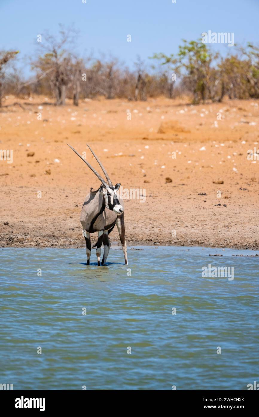 Gemsbok (Oryx gazella) steht im Wasser, Wasserloch in trockener Savanne mit orangefarbenem Sand, Okavao Wasserloch, Etosha Nationalpark, Namibia Stockfoto
