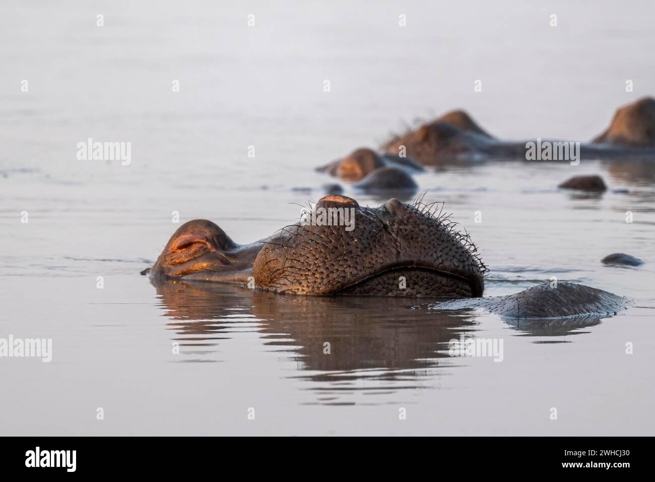 Schlafendes Nilpferd (Hippopatamus amphibius) im Wasser mit Reflexion, Erwachsener, Tierporträt, dehnende Nase aus dem Wasser, Sunset Dam, Kruger Stockfoto