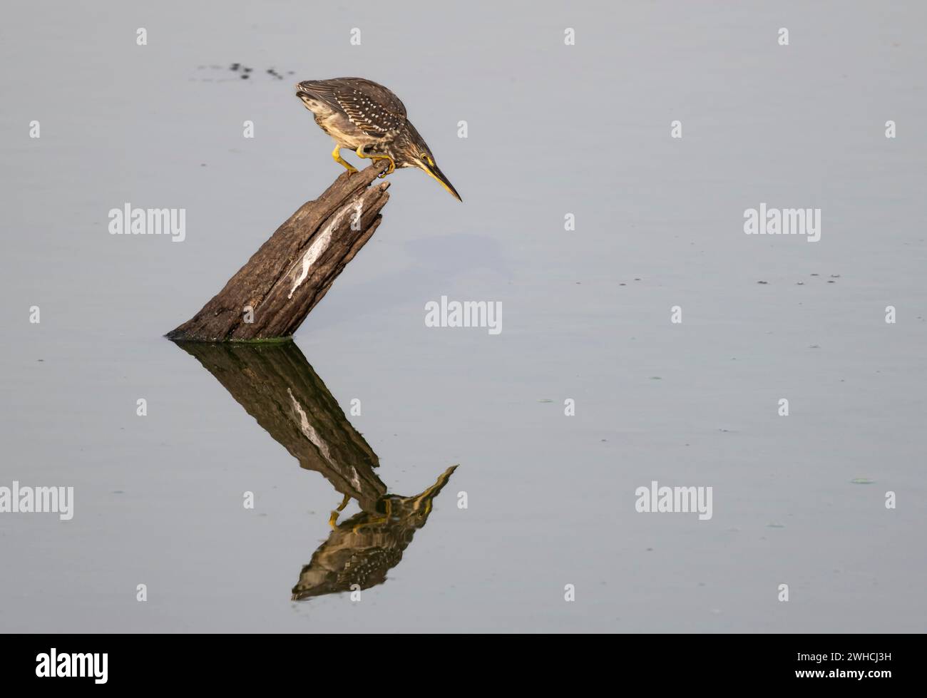 Mangrovenreiher (Butorides striata atricapilla), sitzt auf einem Baumstumpf im Wasser und lauert auf Beute, Reflexion, Krüger-Nationalpark, Süden Stockfoto
