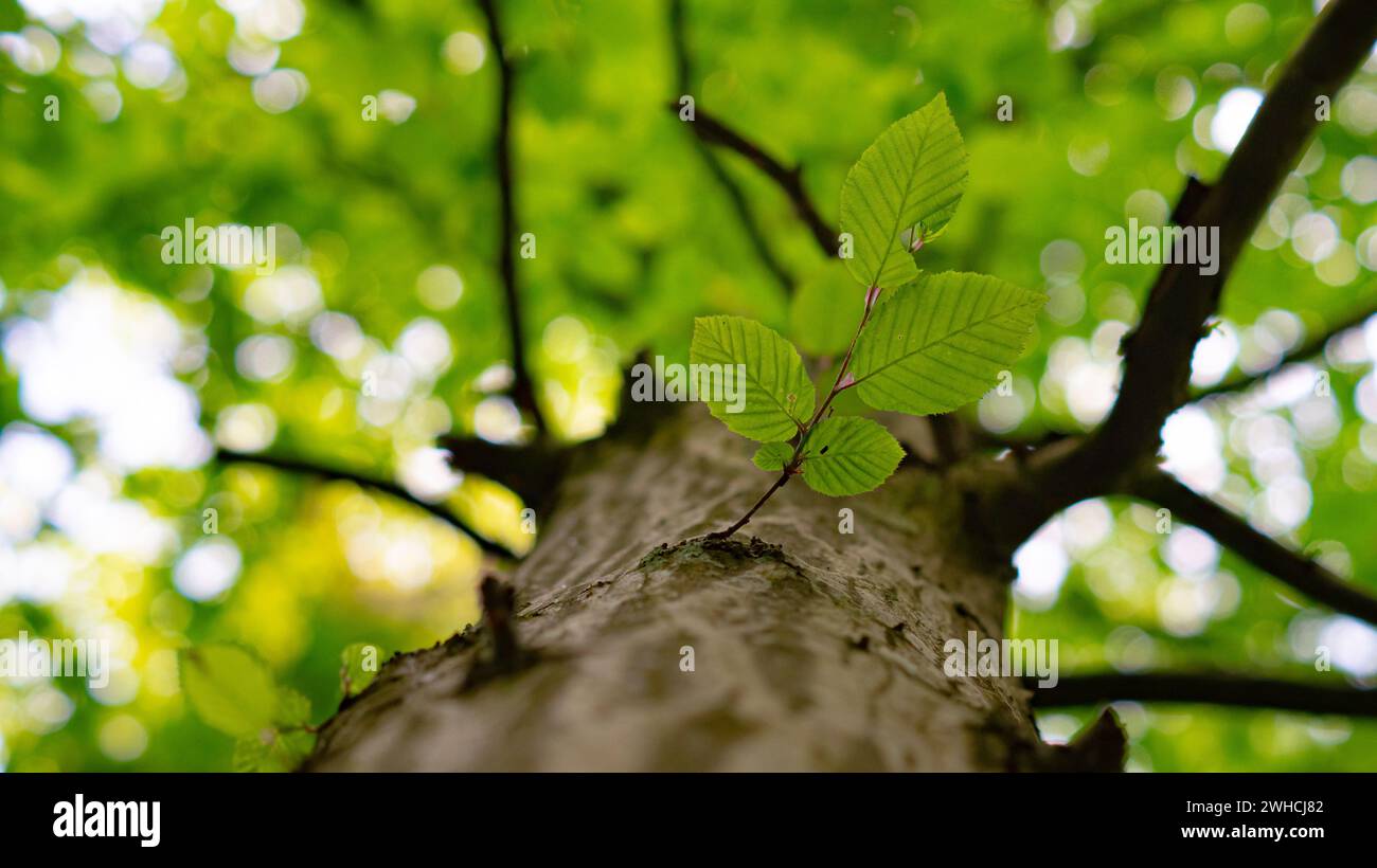 Dieses Bild zeigt einen kleinen, leuchtend grünen Zweig mit gezackten Blättern, die aus dem Stamm eines Baumes hervorragen, vor einer verschwommenen Kulisse aus sonnendurchflutetem Fo Stockfoto