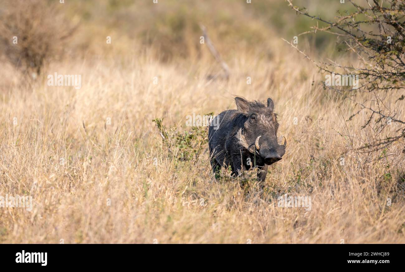 Gewöhnliches Warzenschwein (Phacochoerus africanus) in hohem, trockenem Gras, Kruger-Nationalpark, Südafrika Stockfoto