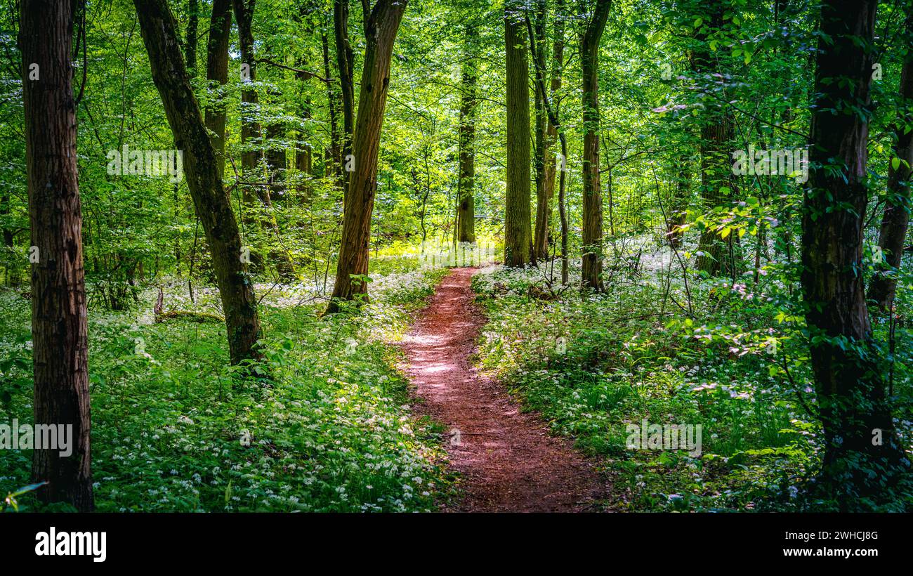 Ein ruhiger Waldweg schlängelt sich durch hohe Bäume und einen Teppich aus weißen Wildblumen, getaucht in das Licht eines ruhigen Waldes. Stockfoto