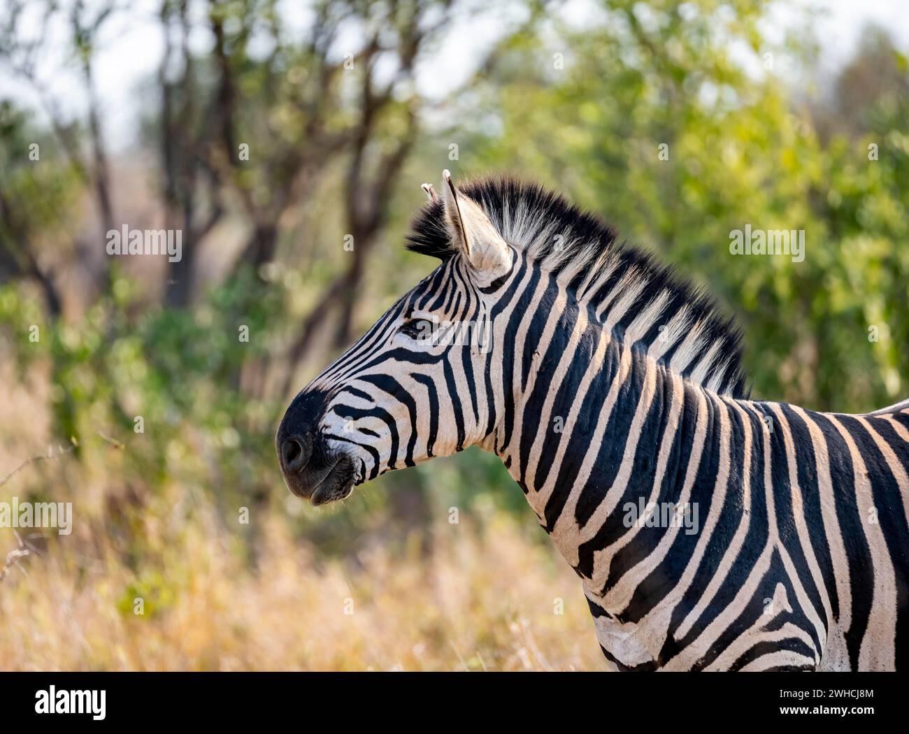 Plains Zebra (Equus quagga), Tierporträt, Kruger-Nationalpark, Südafrika Stockfoto