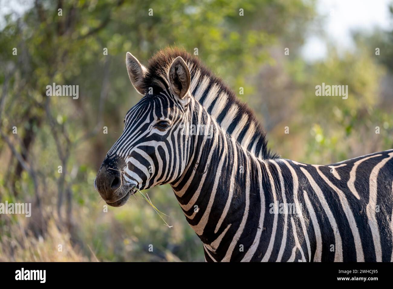 Plains Zebra (Equus quagga) fressen Gras, Tierporträt, Kruger-Nationalpark, Südafrika Stockfoto