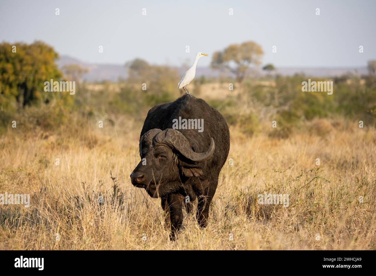 Rinderreiher (Bubulcus ibis) auf dem Rücken eines afrikanischen Büffels (Syncerus Caffer Caffer Caffer), stehend im trockenen Gras, afrikanische Savanne, lustig Stockfoto