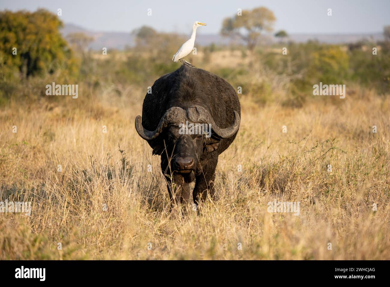 Rinderreiher (Bubulcus ibis) auf dem Rücken eines afrikanischen Büffels (Syncerus Caffer Caffer Caffer), Stier im trockenen Gras, afrikanische Savanne, lustig Stockfoto