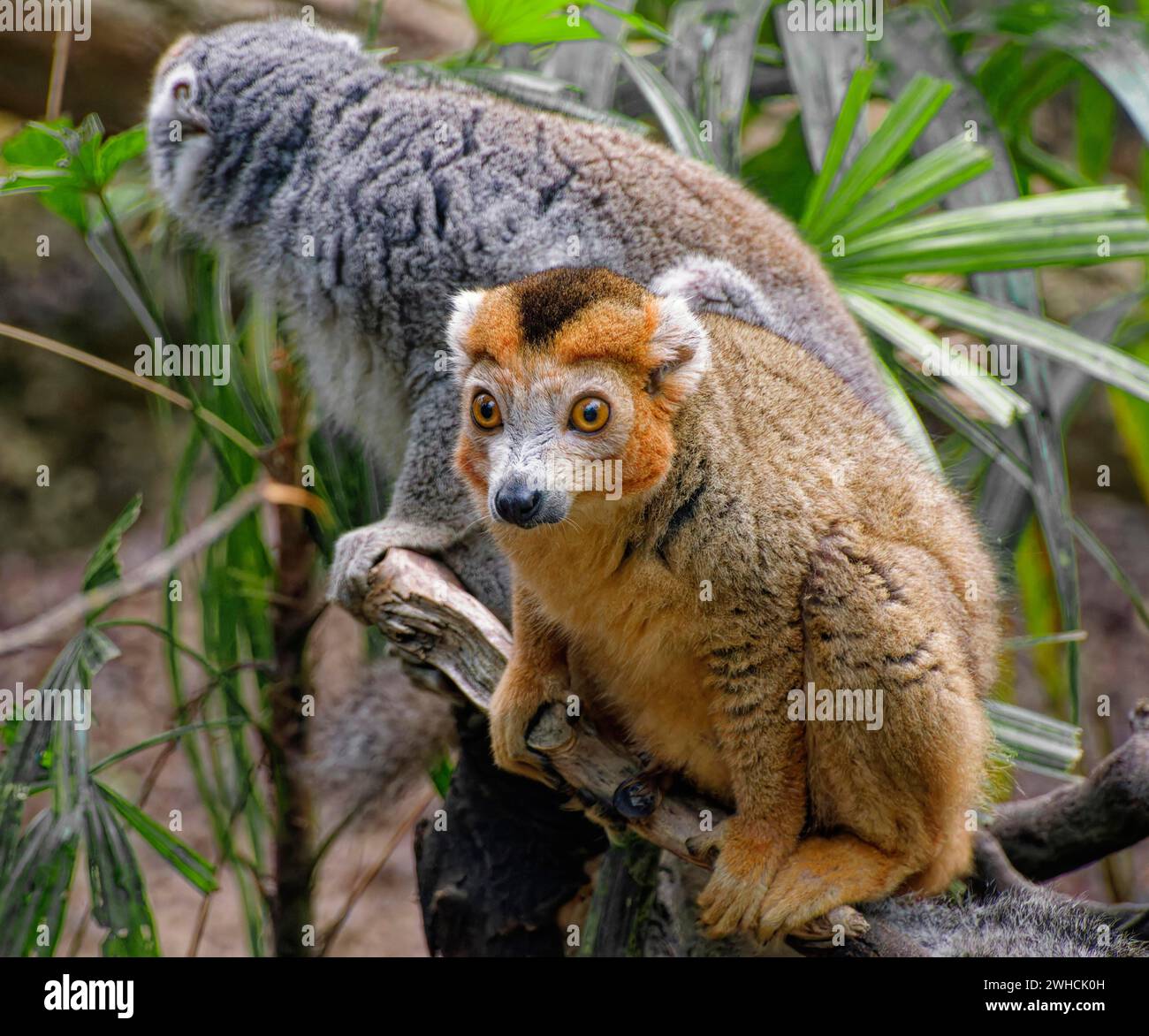 Gekrönte Lemur (Eulemur coronatus), Affen, adulte, Gefangene, vorkommendes Madagaskar Stockfoto