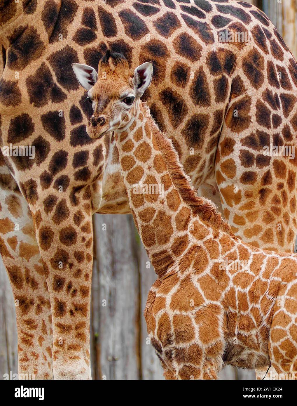 Rothschildgiraffe (Giraffa camelopardalis rothschildi), Jungtier mit Mutter, in Gefangenschaft, Deutschland Stockfoto