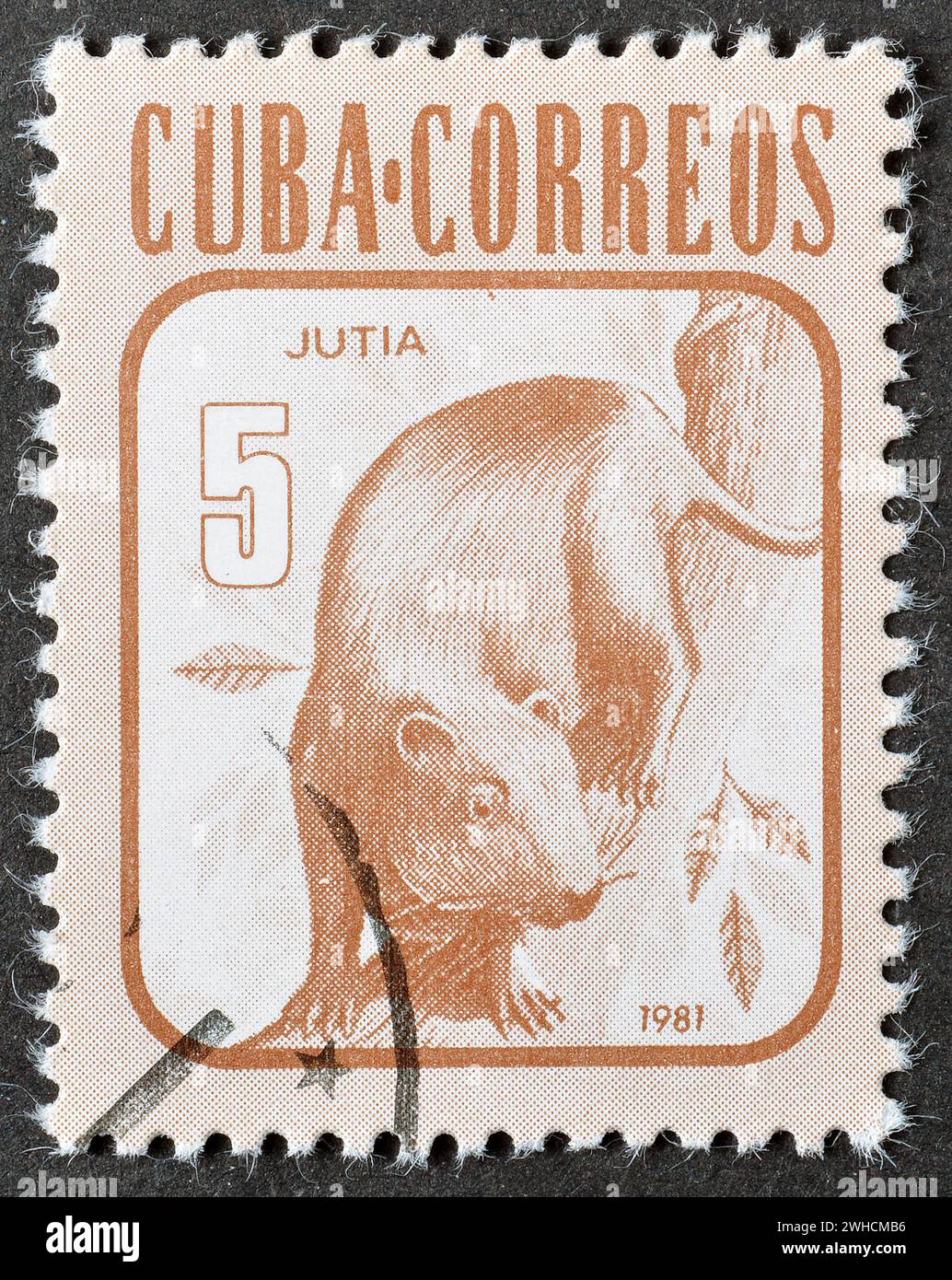Gestempelte Briefmarke, gedruckt von Kuba, die Desmarest's Hutia (Capromys pilorides) zeigt, um 1981. Stockfoto