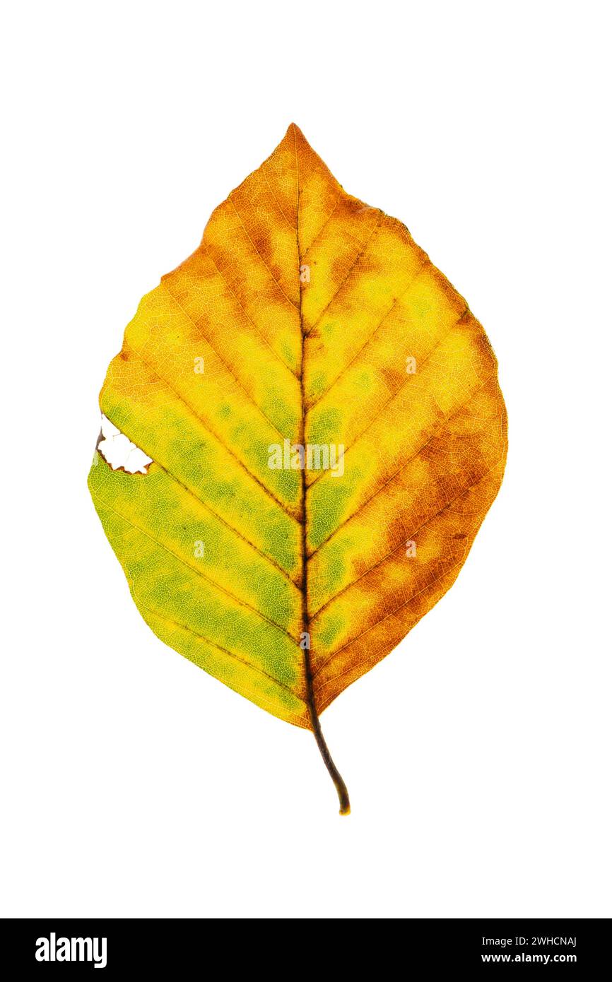 Herbstfarbenes Blatt einer Buche (Fagus sylvatica), Kupferbuche, Baum, freistehend, Vechta, Niedersachsen, Deutschland Stockfoto