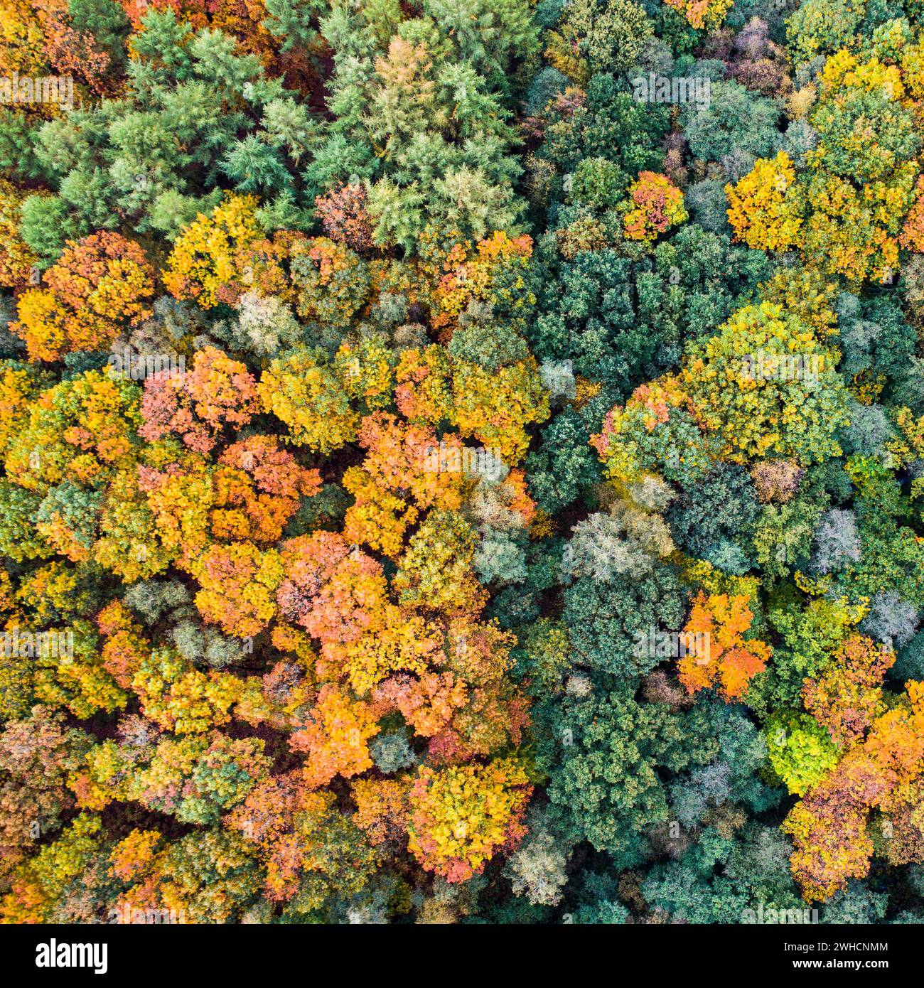 Mischwald im Herbst, Färbung, Luftaufnahme, Wald, Herbst, Ahlhroner Fischteiche, Niedersaechsische Landesforst, Ahlhorn, Niedersachsen, Deutschland Stockfoto