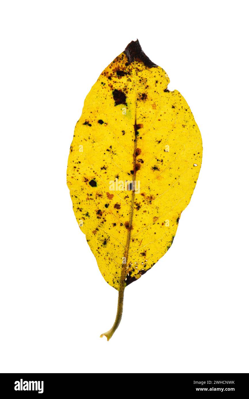 Herbstfarbenes Blatt einer Buche (Fagus sylvatica), Kupferbuche, Baum, freistehend, Vechta, Niedersachsen, Deutschland Stockfoto