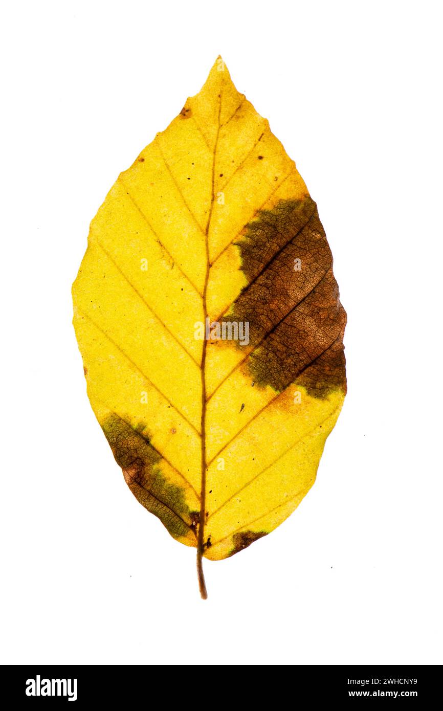 Herbstfarbenes Blatt einer Buche (Fagus sylvatica), Kupferbuche, Baum, freistehend, Vechta, Niedersachsen, Deutschland Stockfoto