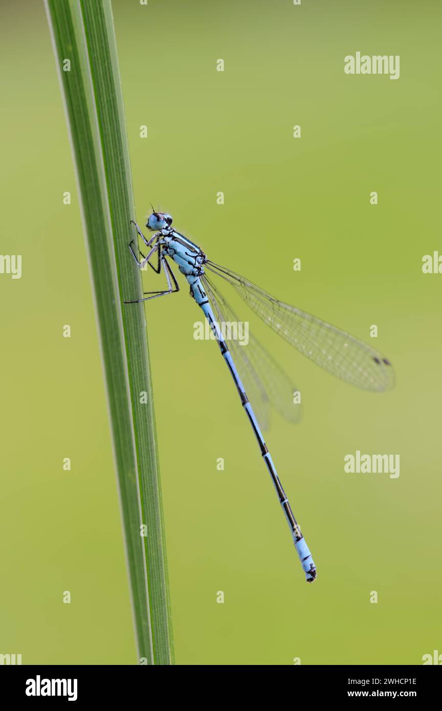 Hufeisen-Jungfliege (Coenagrion puella), männlich, Frankreich Stockfoto