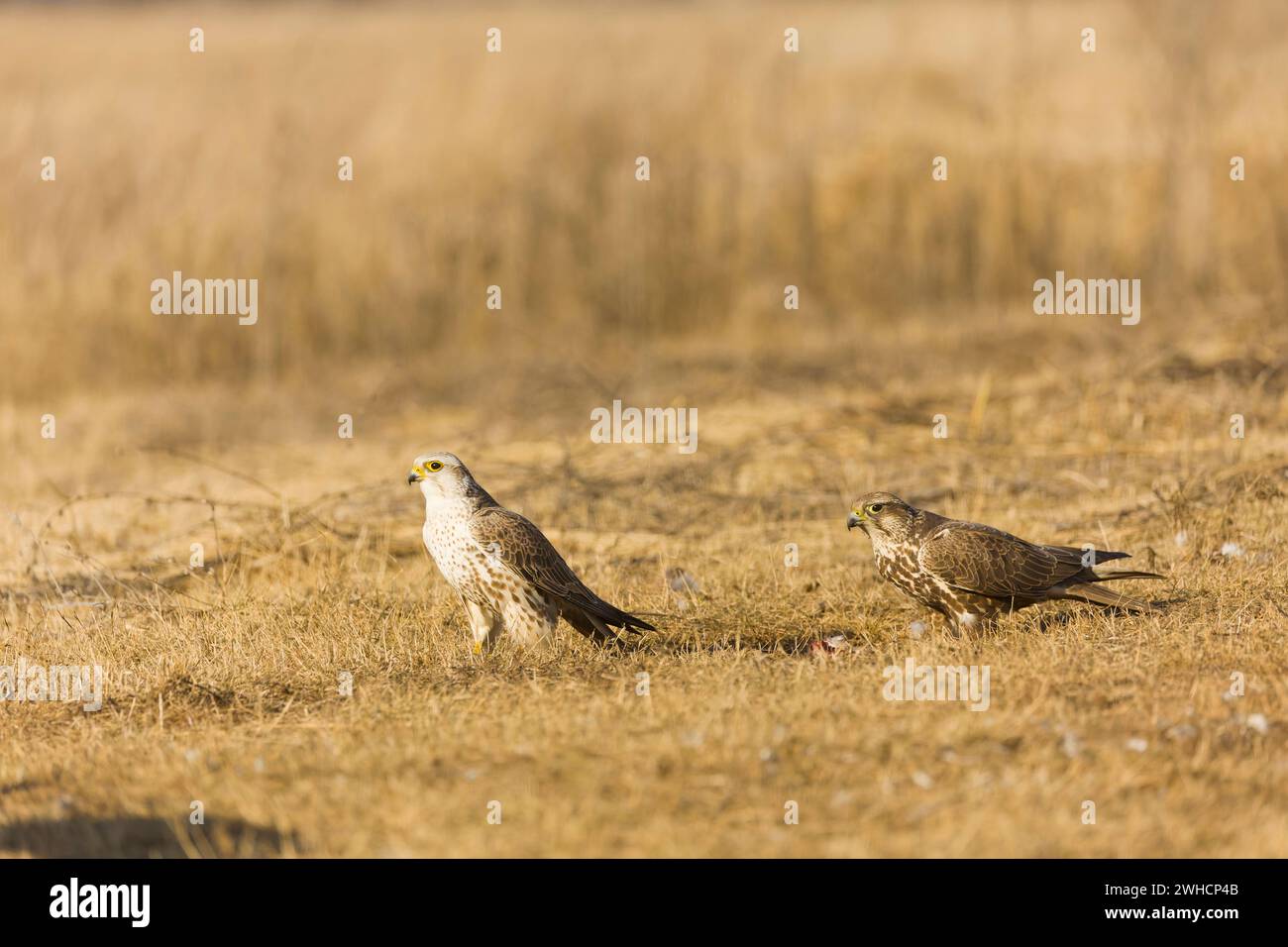 Saker Falke Falco Cherrug, erwachsenes Paar stehend auf Grasland, Hortobagy, Ungarn, Februar Stockfoto
