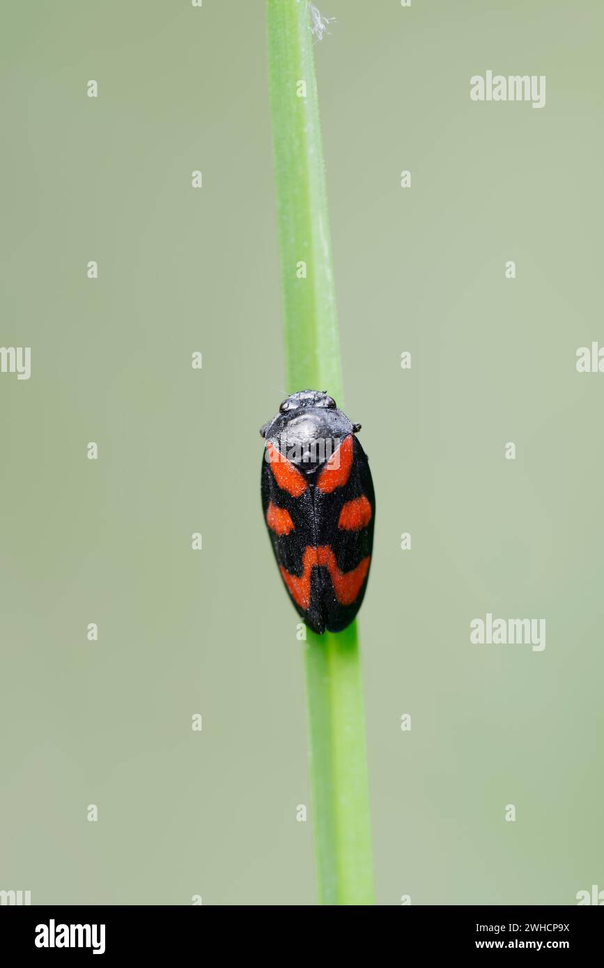 Common Blood cicada (Cercopis vulnerata), Nordrhein-Westfalen, Deutschland Stockfoto