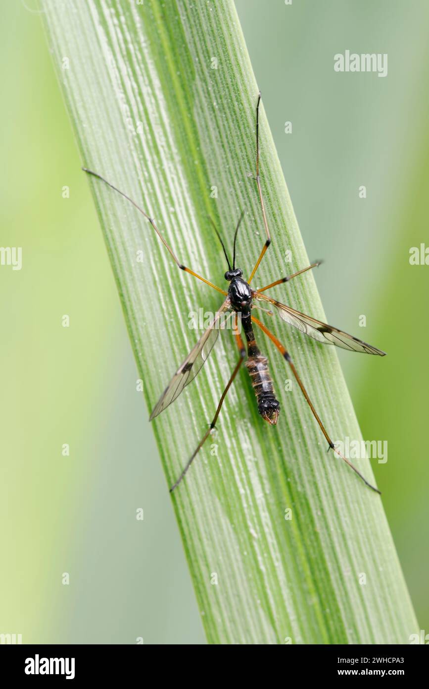 Faltenmücke (Ptychoptera kontaminata), männlich, Nordrhein-Westfalen, Deutschland Stockfoto